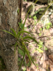 Tolumnia urophylla
