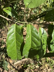 Passiflora pittieri, photograph chrisdt, CC BY, iNaturalist via GBIF
