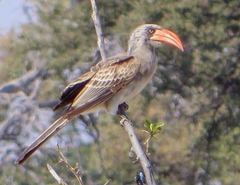 Bradfield's Hornbill photo 2