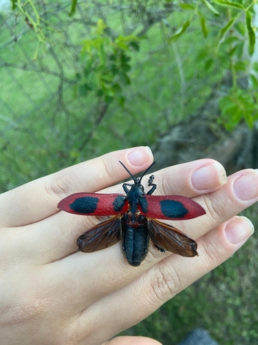 Coraliomela quadrimaculata photo 3