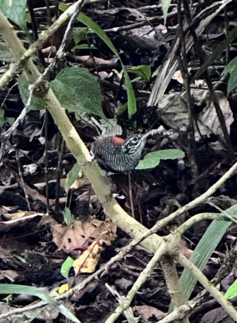 Riverside Wren (Cantorchilus semibadius), photo 10
