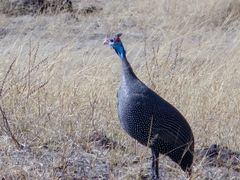Numida meleagris mitratus