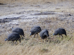 Numida meleagris mitratus