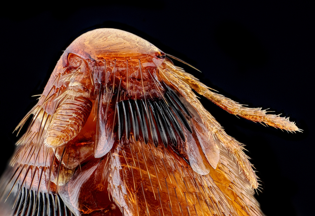 Hystrichopsylla talpae talpae