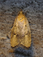 Psilocorsis quercicella