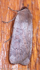 Protolampra rufipectus
