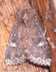 Apamea cogitata