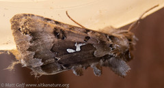 Autographa corusca