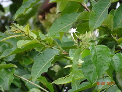 Jasminum malabaricum