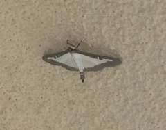 Cydalima perspectalis