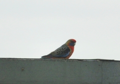 Platycercus elegans