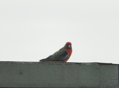 Platycercus elegans