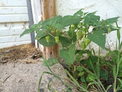Physalis longifolia subglabrata