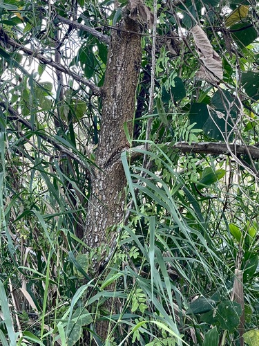 Foto de Acácia