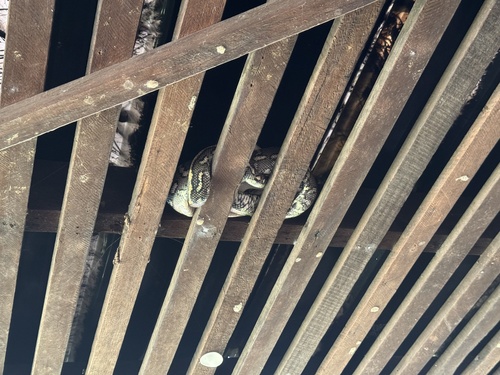 Coastal Carpet Python sighting