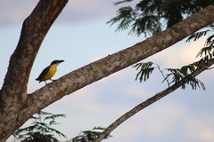 Megarynchus pitangua