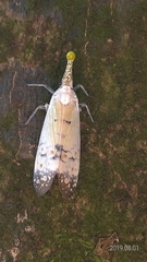 Pyrops watanabei