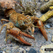 Snake River Pilose Crayfish - Photo (c) chrislukhaup, some rights reserved (CC BY-NC)