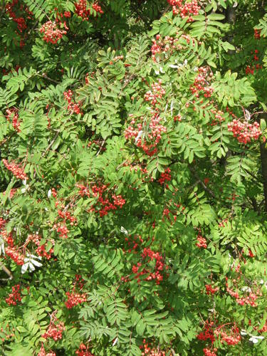 Paprastasis šermukšnis