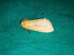 Relluna nurella