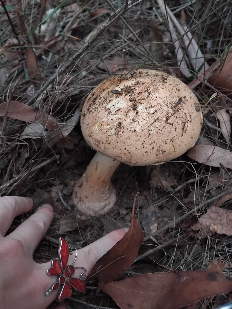 Amanita ochrophylla · February 2025 · photo: © sofiazed1 (iNaturalist, cc-by)