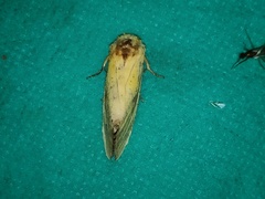 Relluna nurella