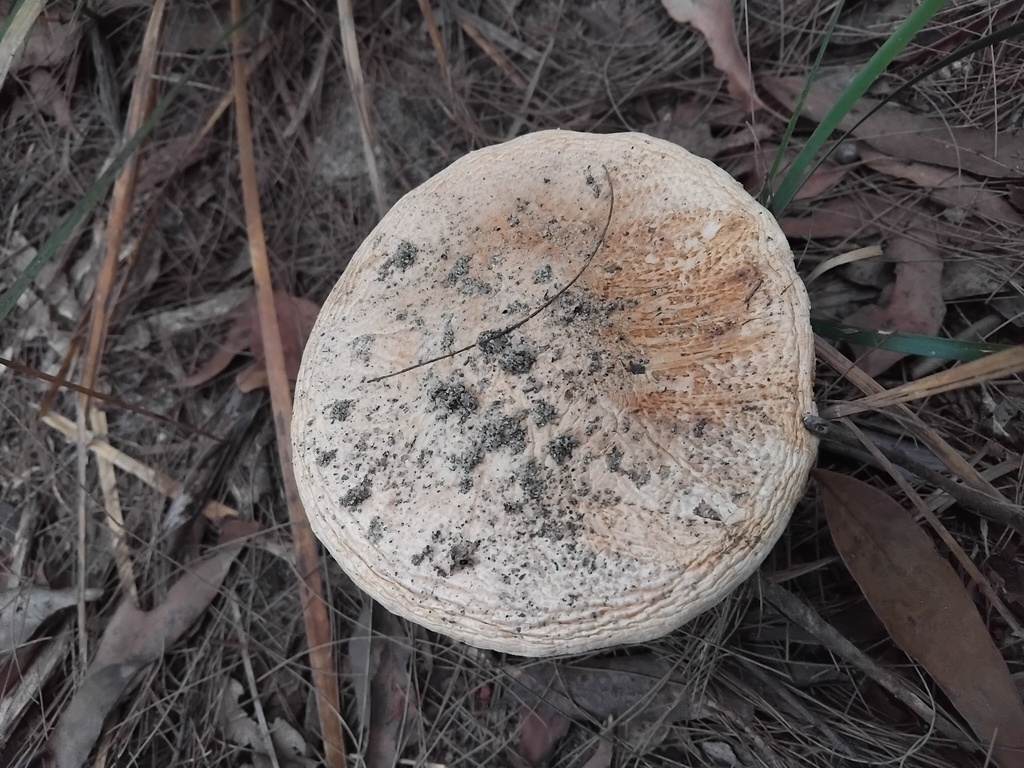 Amanita ochrophylla · February 2025 · photo: © sofiazed1 (iNaturalist, cc-by)