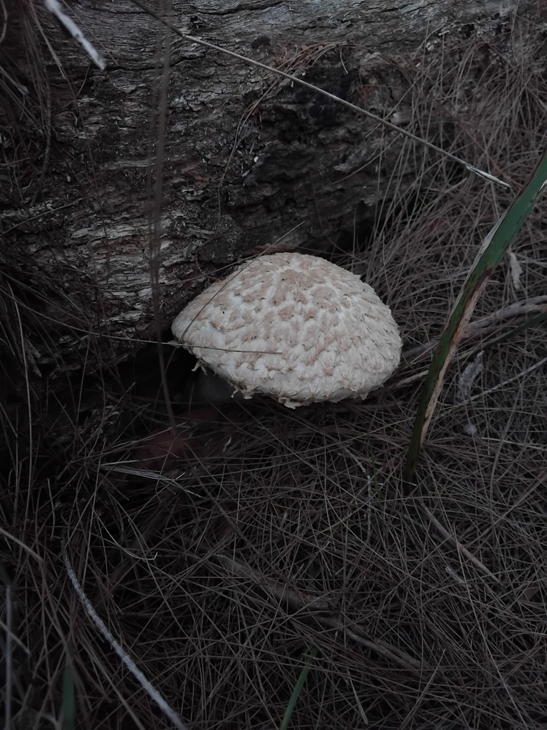 Boletellus dissiliens · February 2025 · photo: © sofiazed1 (iNaturalist, cc-by)