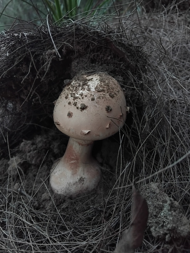 Amanita ochrophylla · February 2025 · photo: © sofiazed1 (iNaturalist, cc-by)