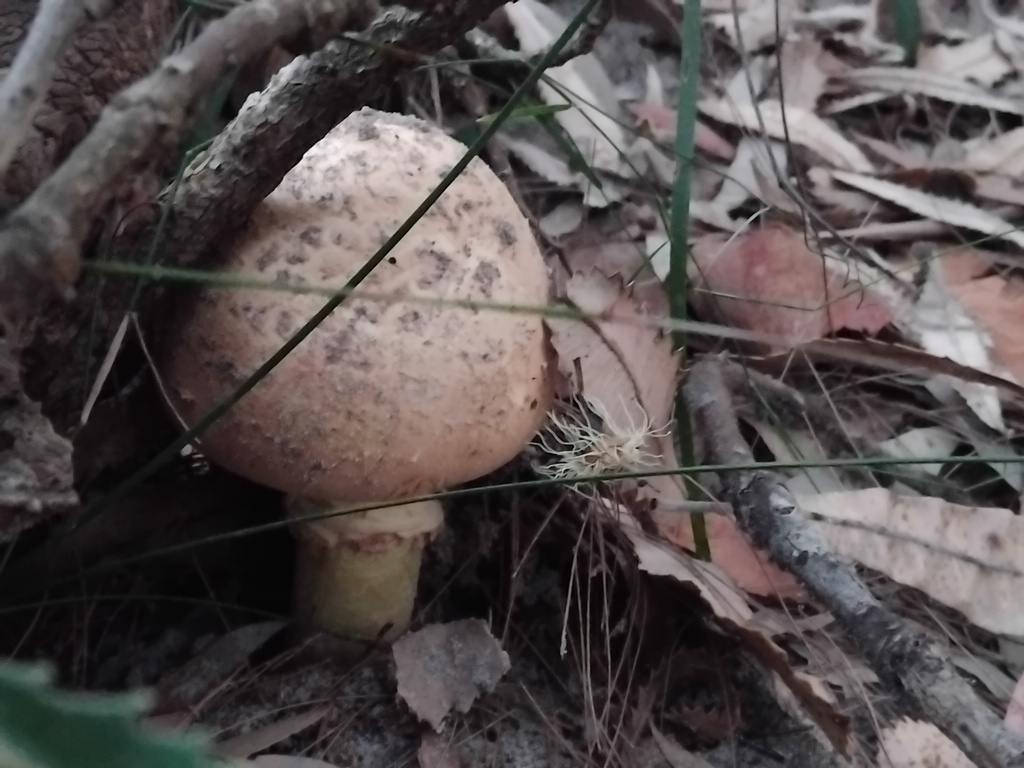 Amanita ochrophylla · February 2025 · photo: © sofiazed1 (iNaturalist, cc-by)