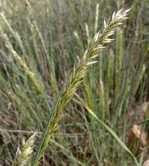 Melica persica