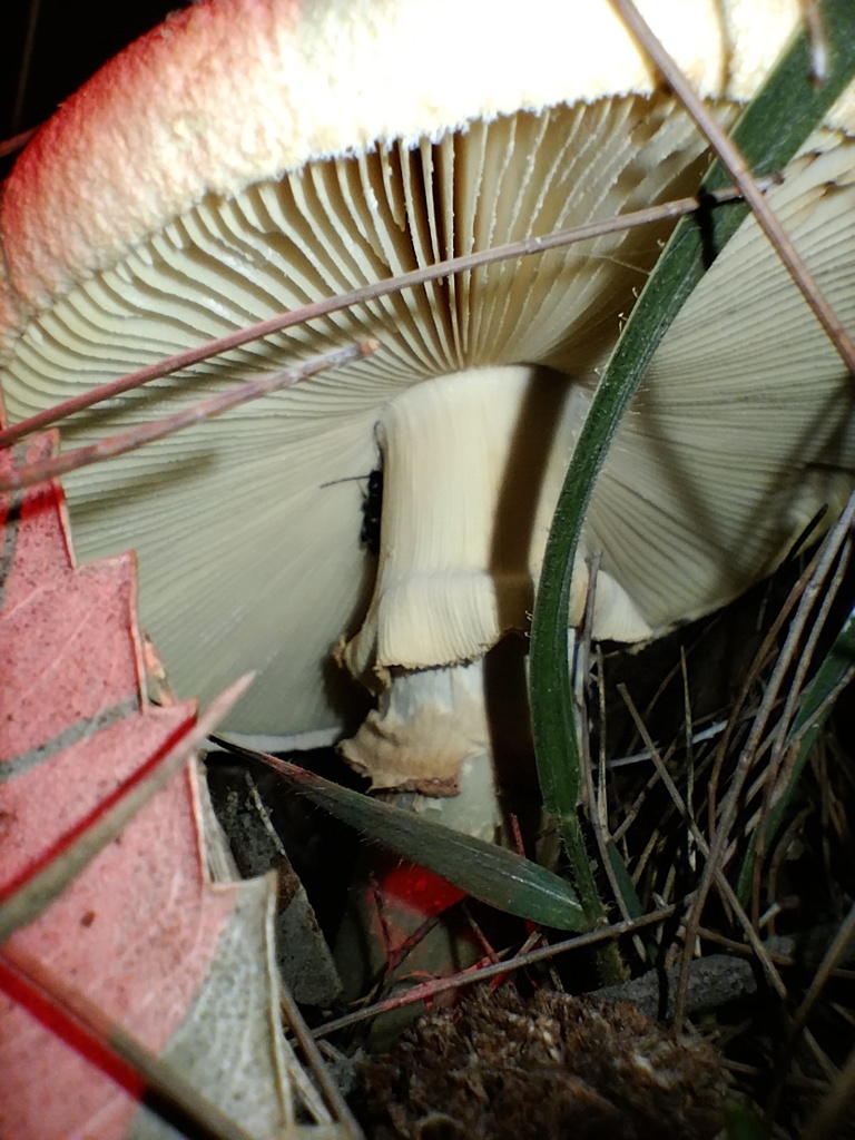 Amanita ochrophylla · February 2025 · photo: © sofiazed1 (iNaturalist, cc-by)
