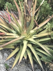 Agave palmeri