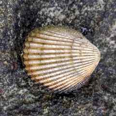 Vasticardium
