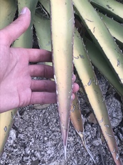 Agave palmeri