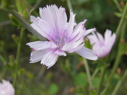 Paprastoji trūkažolė