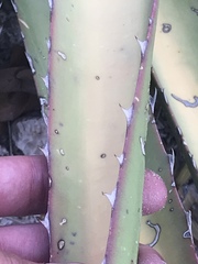 Agave palmeri