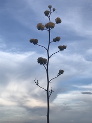 Agave palmeri