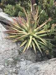 Agave palmeri