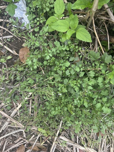 Cardamine occulta observed 2025-02-08