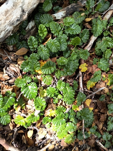Image of Rubus geoides by (c) Pablo, some rights reserved (CC BY)