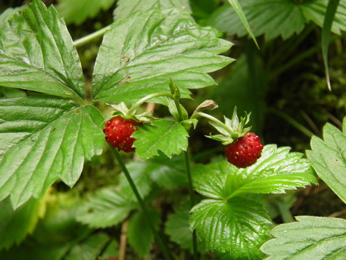 Paprastoji žemuogė