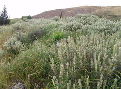 Salvia dominica
