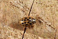 Anisosticta novemdecimpunctata