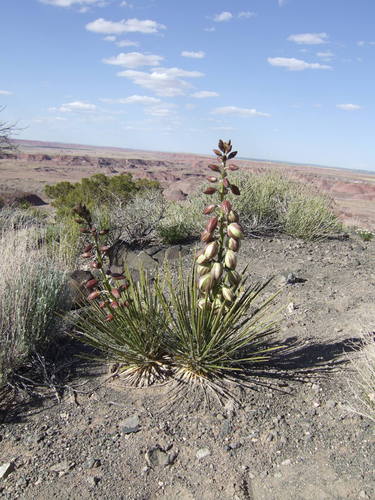 天門冬科  龍舌蘭亞科 絲蘭屬  Yucca angusti