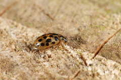 Anisosticta novemdecimpunctata