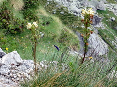 Pedicularis tuberosa