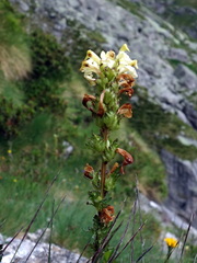Pedicularis tuberosa