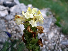 Pedicularis tuberosa