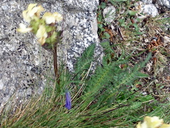 Pedicularis tuberosa